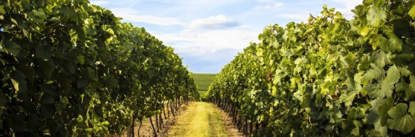 Why to buy Austrian wines from us?
